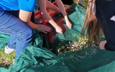 U školskom masliniku