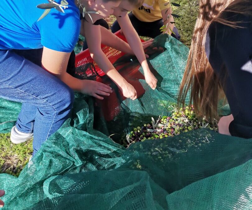 U školskom masliniku